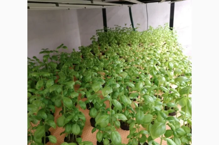 Базилік свіжий цілий рік- фото № 1