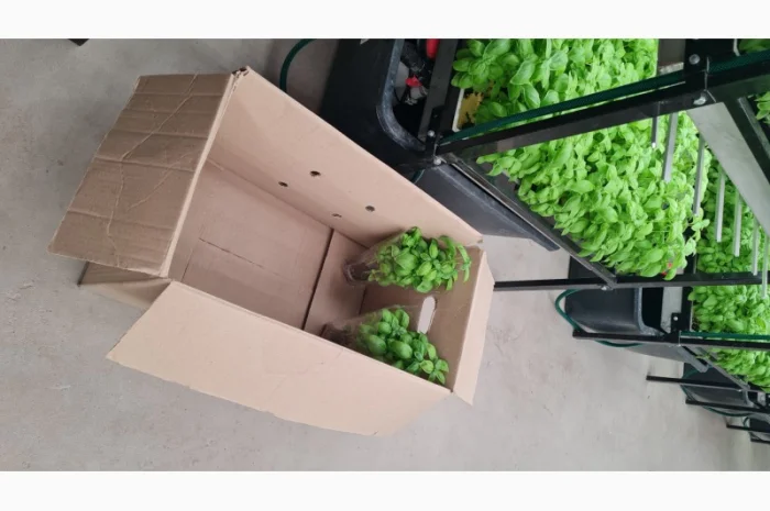 Базилік свіжий цілий рік- фото № 10