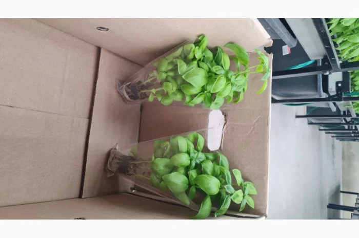 Базилік свіжий цілий рік- фото № 11