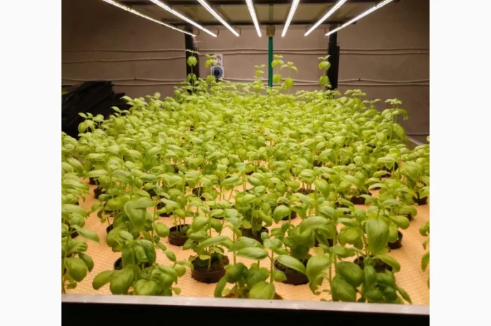 Базилік свіжий цілий рік- фото № 2