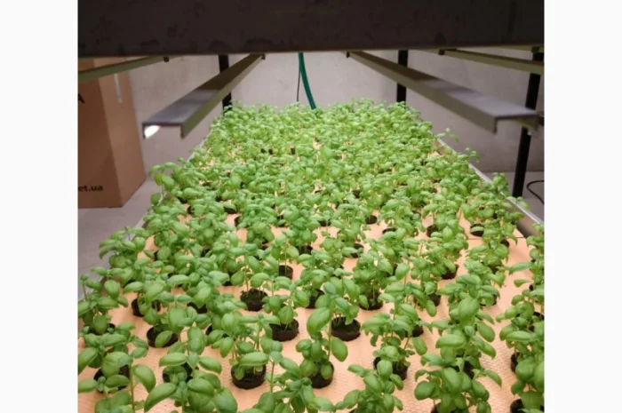 Базилік свіжий цілий рік- фото № 3