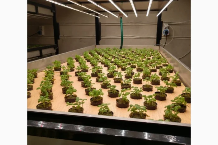 Базилік свіжий цілий рік- фото № 5