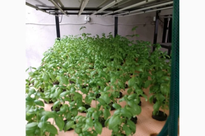 Базилік свіжий цілий рік- фото № 6