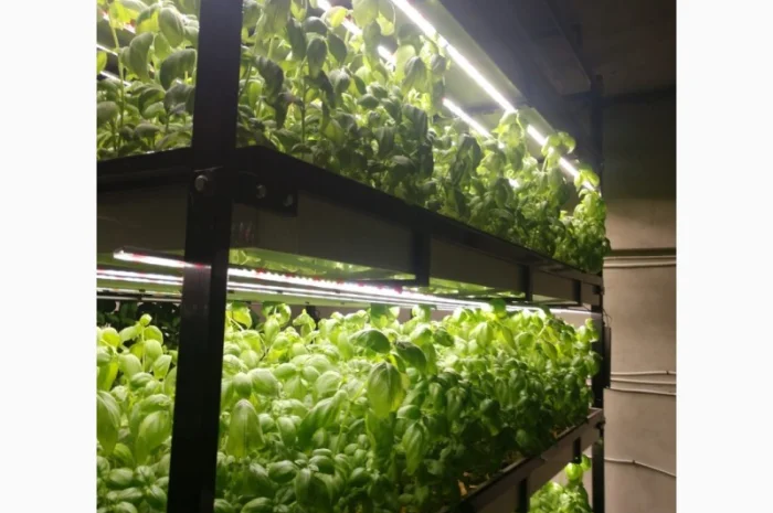 Базилік свіжий цілий рік- фото № 7