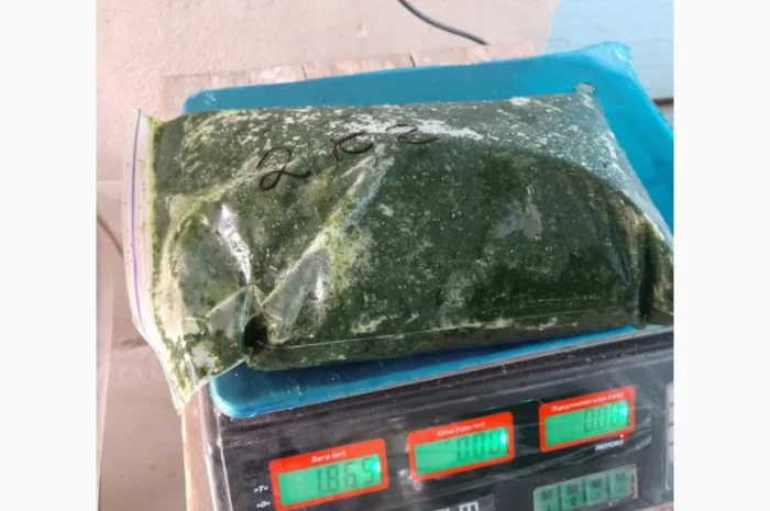 Базилік свіжий цілий рік- фото № 8