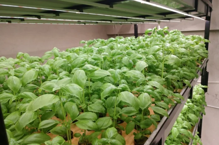 Базилік свіжий цілий рік- фото № 9