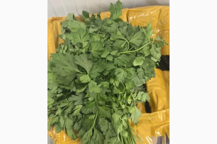 Поставка петрушки та кріпу з Ірану- фото № 1