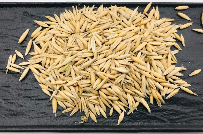 Продам овес кормовий- фото № 1