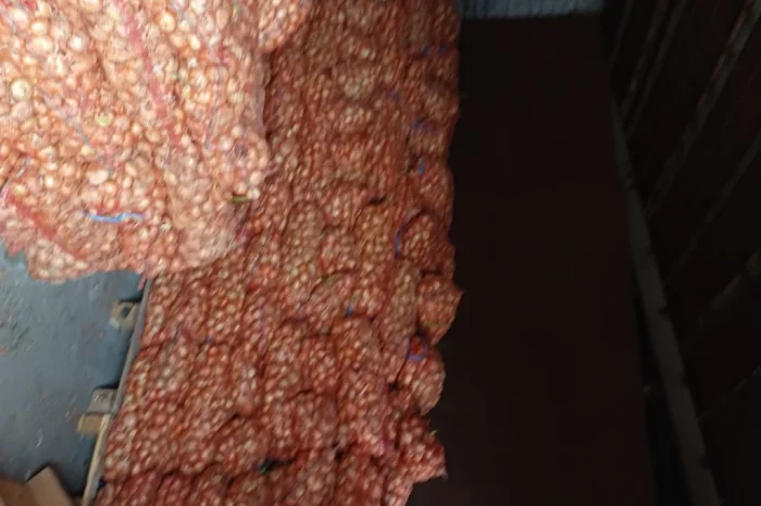 Продаж лука Штудгарт на перо- фото № 1