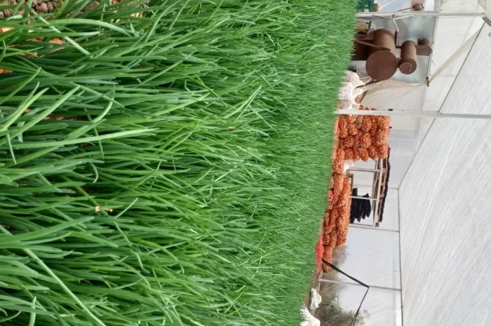 Продаж лука Штудгарт на перо- фото № 2