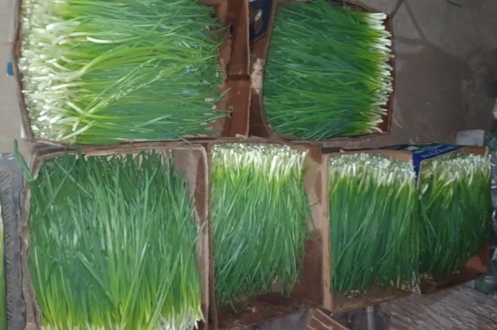 Продаж лука Штудгарт на перо- фото № 3