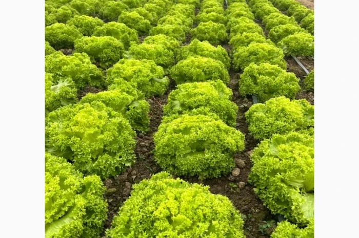 Продажа зелени и овощей в Закарпатской области- фото № 2