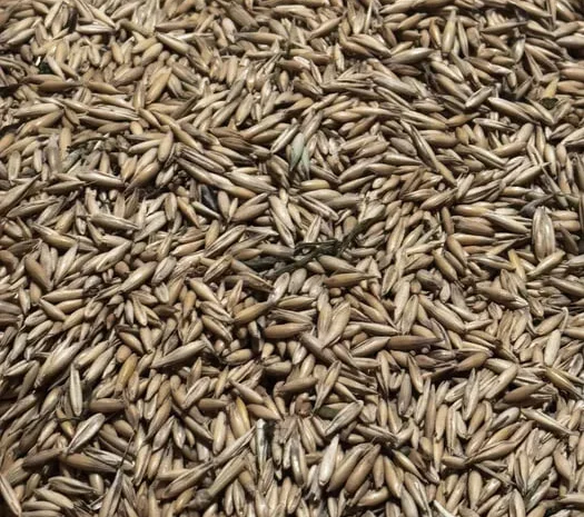 Продам овес на корми- фото № 1