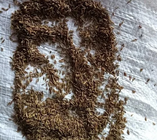 Насіння кмину власного виробництва 1 кг- фото № 1