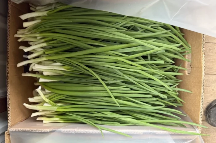 Свіжа зелена цибуля на продаж- фото № 2