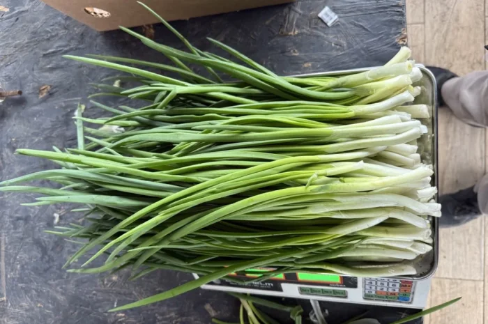 Свіжа зелена цибуля на продаж- фото № 3