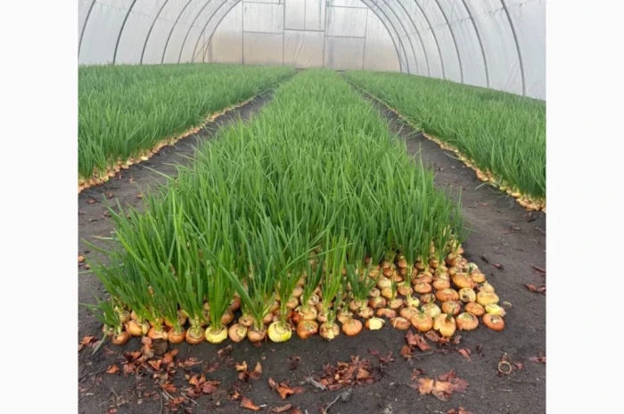 Свіжа зелена цибуля на продаж- фото № 4