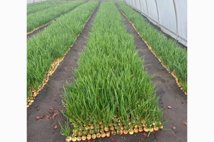 Свіжа зелена цибуля на продаж- фото № 5