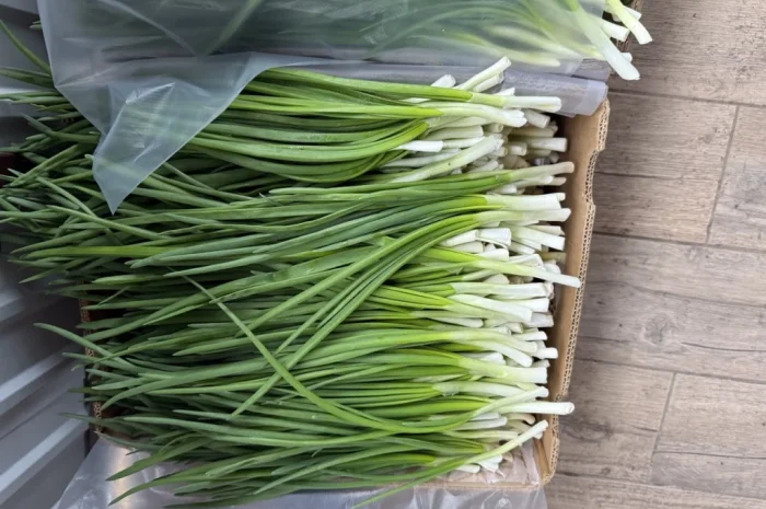 Свіжа зелена цибуля на продаж- фото № 6
