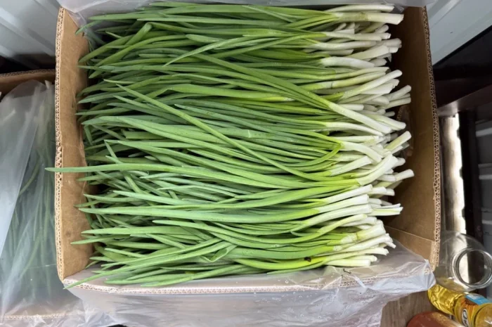 Свіжа зелена цибуля на продаж- фото № 7