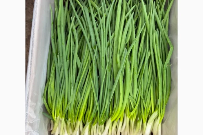 Свіжа зелена цибуля на продаж- фото № 8
