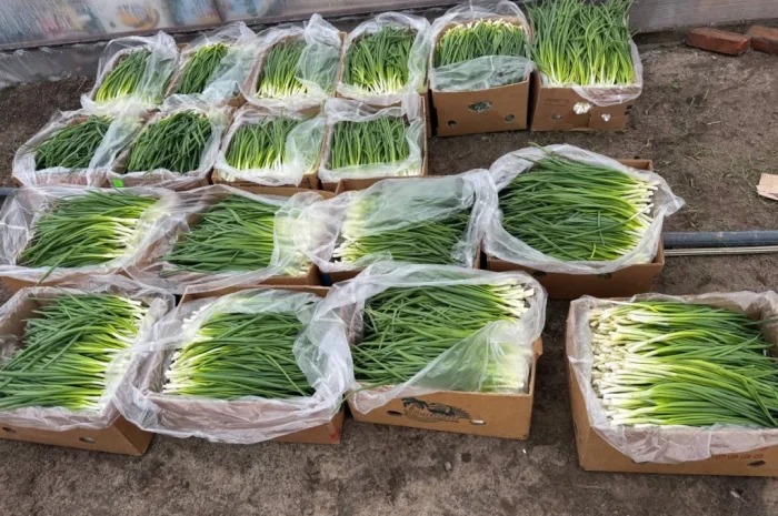 Свіжа зелена цибуля на продаж- фото № 9