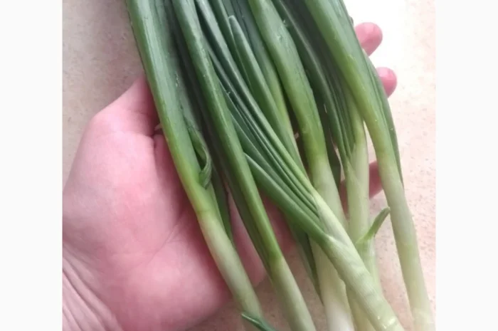 Зеленая луковица перо на продажу- фото № 5