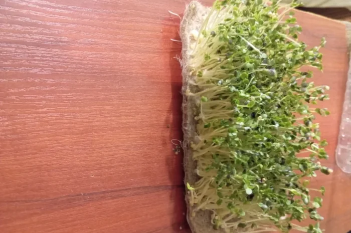 Продажа микрозелени различных культур- фото № 10