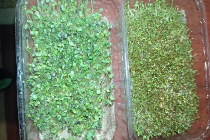 Продажа микрозелени различных культур- фото № 12