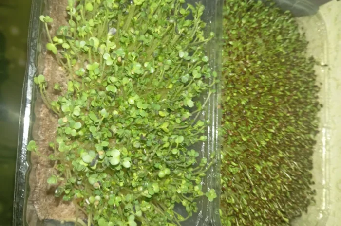 Продажа микрозелени различных культур- фото № 3