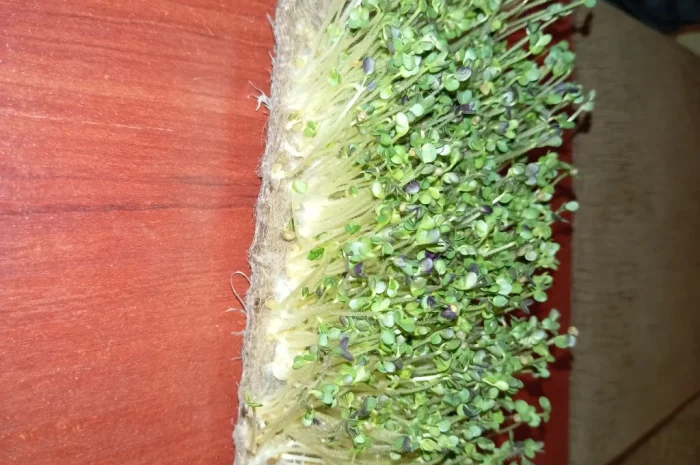 Продажа микрозелени различных культур- фото № 7