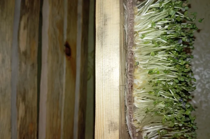 Продажа микрозелени различных культур- фото № 8