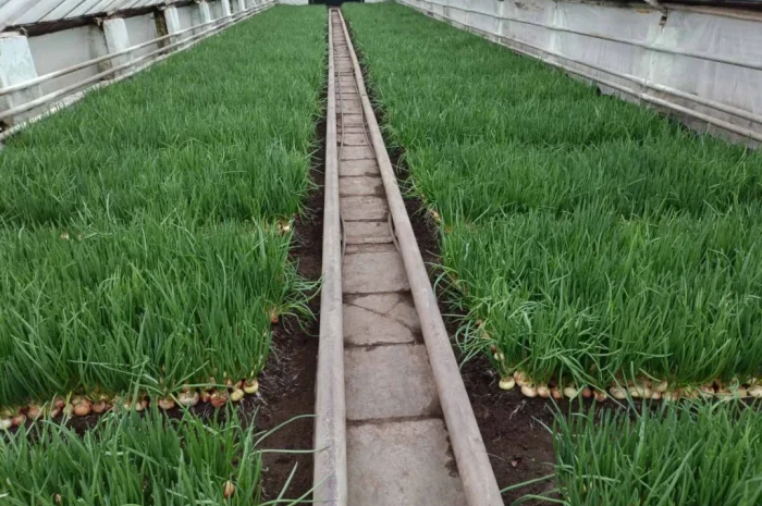 Куплю зеленую цибулю (перо)- фото № 1