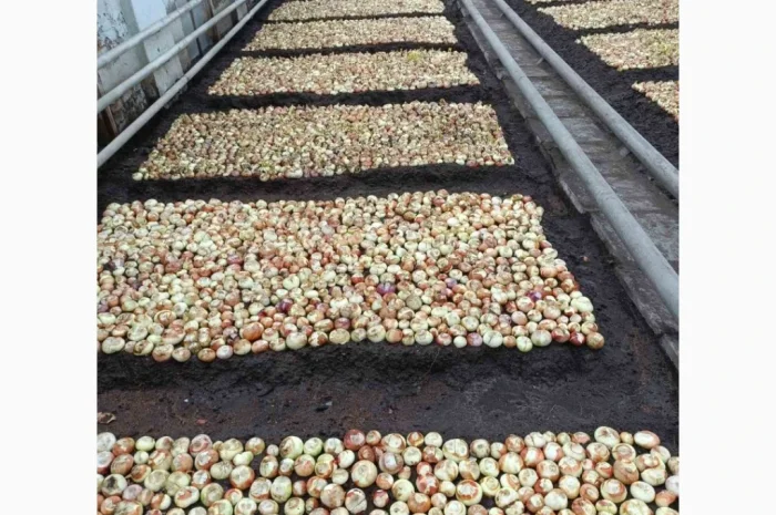 Куплю зеленую цибулю (перо)- фото № 3