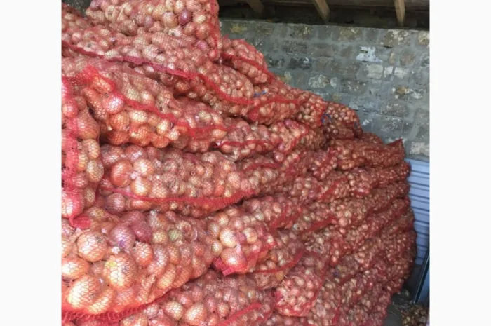 Цибуля штутгарт на зелене перо для продажи- фото № 2