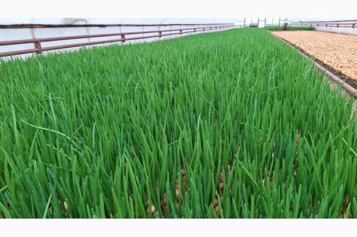 Продаж зеленої цибулі (перо)- фото № 1