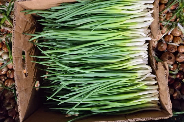 Продаж зеленої цибулі (перо)- фото № 2