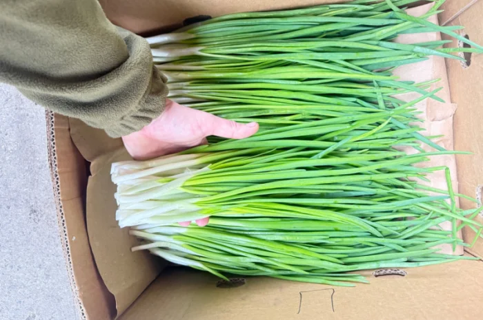 Продаю зелёную цибулю (перо) оптом- фото № 1