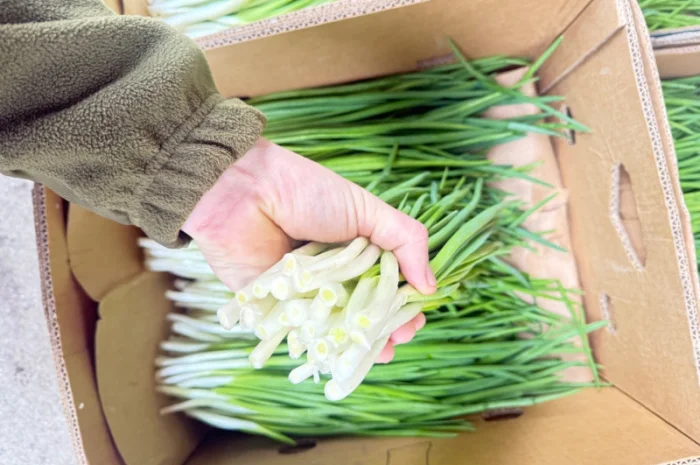 Продаю зелёную цибулю (перо) оптом- фото № 2