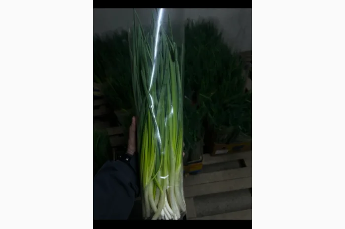 Продаю зелёную цибулю (перо) оптом- фото № 4
