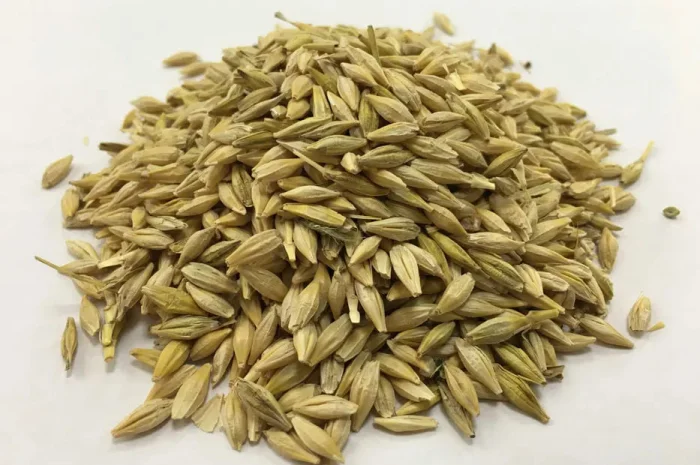 Зерно ячменю, фуражний ячмінь, корм для тварин- фото № 1