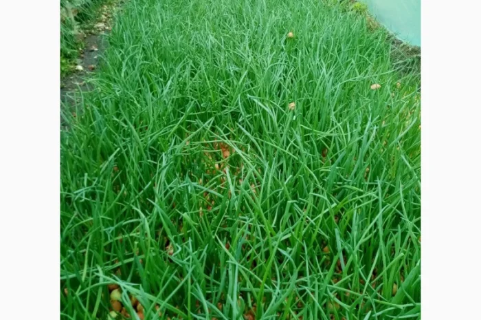 Продаж зеленого пера оптом- фото № 1