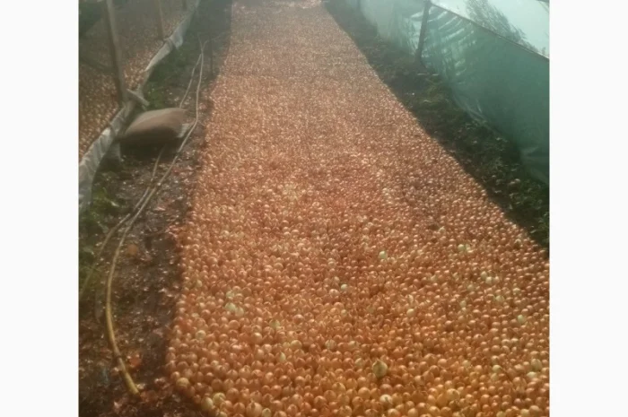 Продаж зеленого пера оптом- фото № 2