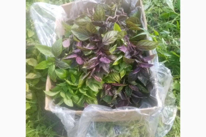 Продаж зеленого пера оптом- фото № 3