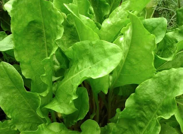 Продажа щавеля широколистого оптом- фото № 1