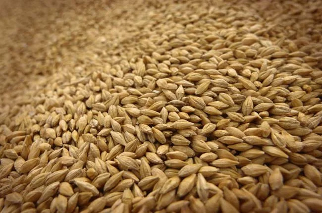 Ячмень на корм, фуражный- фото № 1