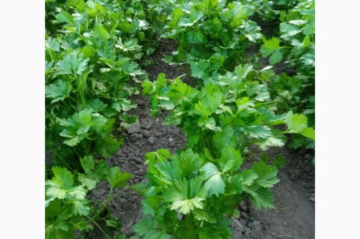 Покупка петрушки гарної якості- фото № 1