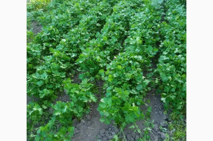 Покупка петрушки гарної якості- фото № 2