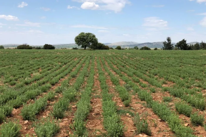 Продаж чабрець (тим'ян) оптом- фото № 1