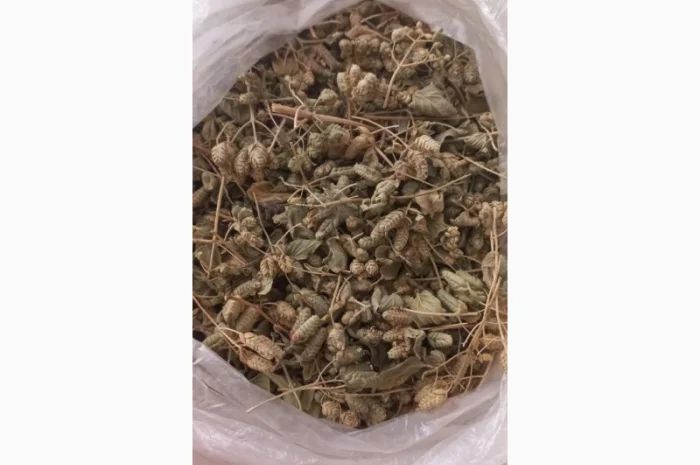 Продаж чабрець (тим'ян) оптом- фото № 4